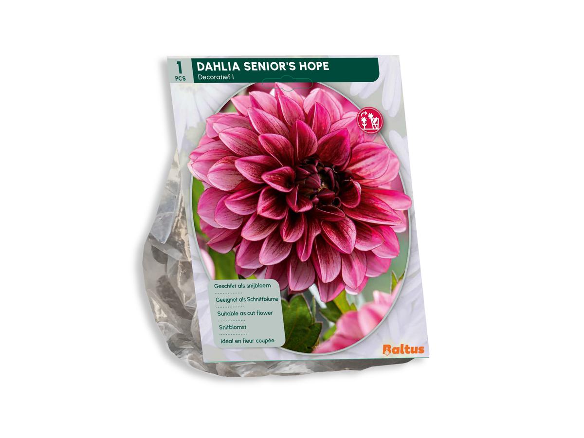 Baltus Mélange de bulbes de dahlia « Blush » - 30 pièces - Mélange de dahlias à fleurs