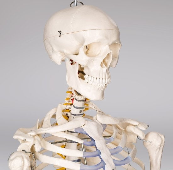 tectake® - Squelette d'anatomie - modèle médical sur pied - marquage des muscles et des os - incl. poster avec muscles et os - 181cm - 400502