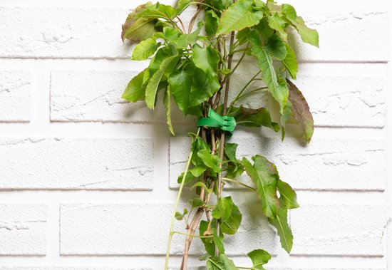 BLACK+DECKER Plant Ties - 20 Pieces Plant Clips - Clips de plantes ajustables - Plastique - Vert