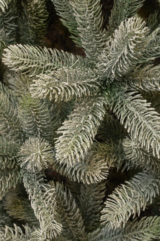 Black Box Trees Nagoya Artificial Christmas Tree - H180 x Ø108 cm - Vert givré