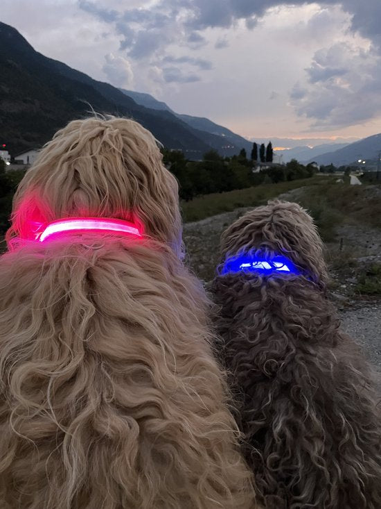 Dutchwide Collier lumineux pour chien - Extra fort - L 41 cm à 52 cm - Collier pour chien - Collier à mousqueton - Ajustable - Réfléchissant