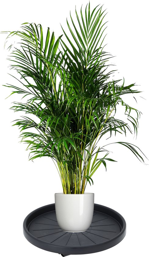 Pro Garden Chariot à plantes - plastique - gris foncé - rond - D35 cm - jusqu'à 50 kilos
