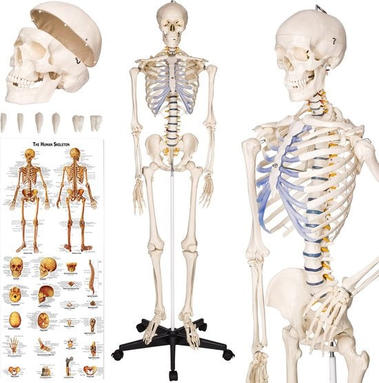 tectake® - Squelette d'anatomie - modèle médical sur pied - marquage des muscles et des os - incl. poster avec muscles et os - 181cm - 400502