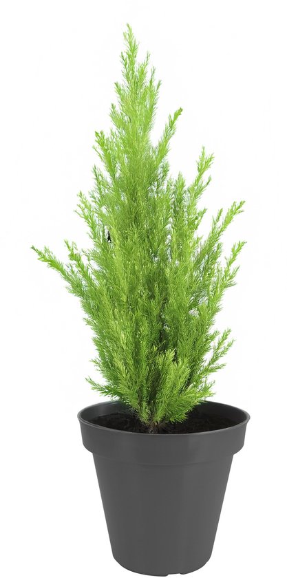 Pot de fleurs Pro Garden - noir - rond - D30 cm - plastique - pot de fleurs - jardin extérieur