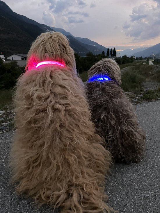 Collier lumineux pour chien - Extra fort - XS 28 cm à 38 cm - Collier pour chien - Collier à mousqueton - Ajustable - Réfléchissant