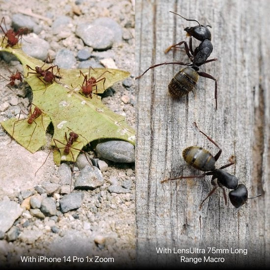 ShiftCam LensUltra 75mm Long Macro - objectif pour smartphone - photos rapprochées - photographie macro