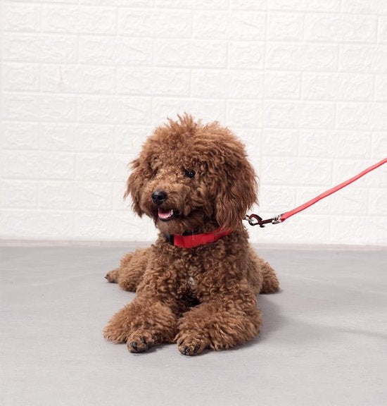 Collier lumineux LED Taille XL 42 - 56 cm USB Rechargeable Collier Chien Laisse Chiot - Bleu Chien Chat Chat - Dutchwide