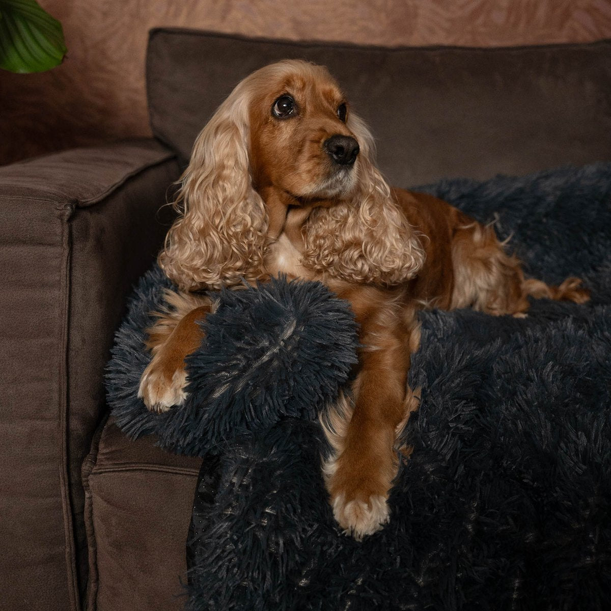 By Cee Cee Original Dog Rug - Size M (90x90 cm) - Dark Grey | Fluffy Dog Basket & Furniture Protector in One