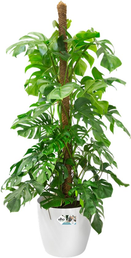 Elho Brussels Rond Wielen 35 - Grand pot de fleurs d'intérieur - Plastique 100 % recyclé - Ø 35 x H 33 cm - Blanc