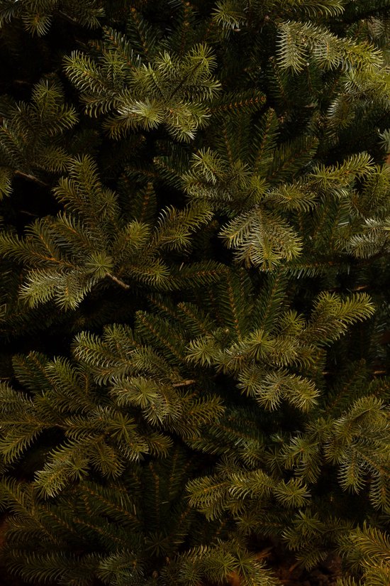 Black Box Trees Clive Artificial Christmas Tree - H230 x Ø147 cm - Vert