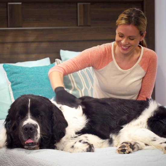 Gant True Touch pour animaux de compagnie - gants de toilettage pour chats et chiens - brosse pour animaux - gant de massage - salon de toilettage pour chiens - gant pour animaux de compagnie - gant-brosse pour animaux