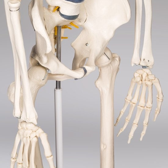 tectake® - Squelette d'anatomie - modèle médical sur pied - marquage des muscles et des os - incl. poster avec muscles et os - 181cm - 400502