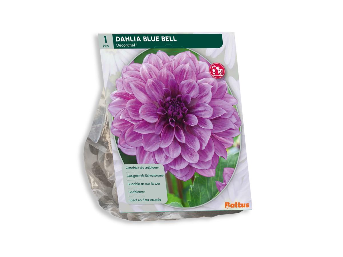 Baltus Mélange de bulbes de dahlia « Blush » - 30 pièces - Mélange de dahlias à fleurs