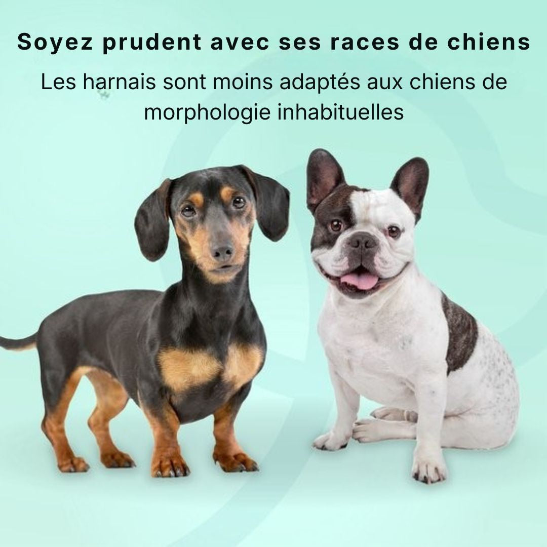 Harnais pour chien Jake et Jacky - Harnais anti-traction - Réfléchissant - Taille L - Noir