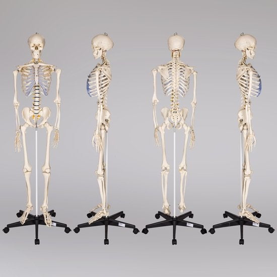 tectake® - Squelette d'anatomie - modèle médical sur pied - marquage des muscles et des os - incl. poster avec muscles et os - 181cm - 400502