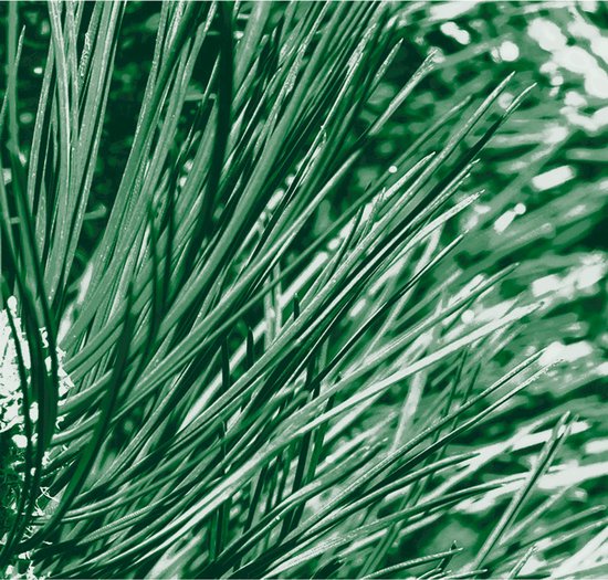 Kneipp Men - Nature Feeling - Gel douche 2 en 1