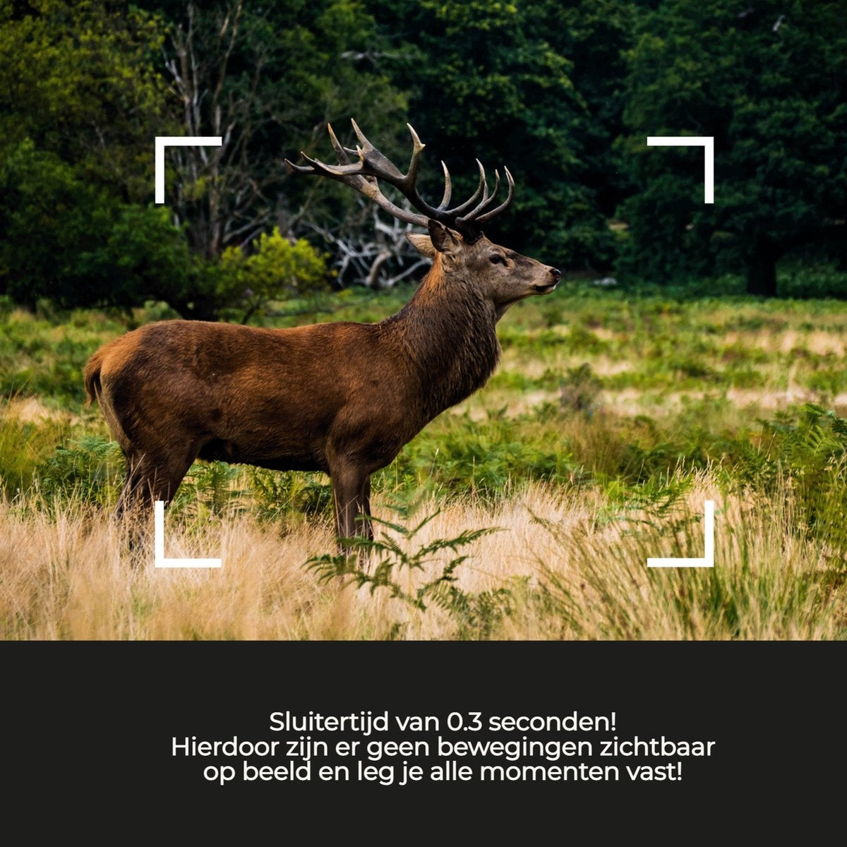 Camera Denver, Pour animaux sauvages, avec vision nocturne, Images en direct via 4G (APP), Capteur CMOS, 30MP, Étanche, Gris