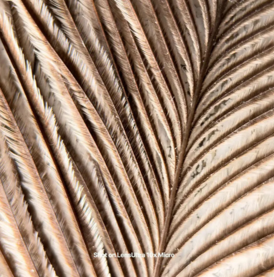 Shiftcam LensUltra 10x Traditional Macro - Grossissement optique 10x - Verre optique de qualité reflex - Filetage M37 - S.Mount