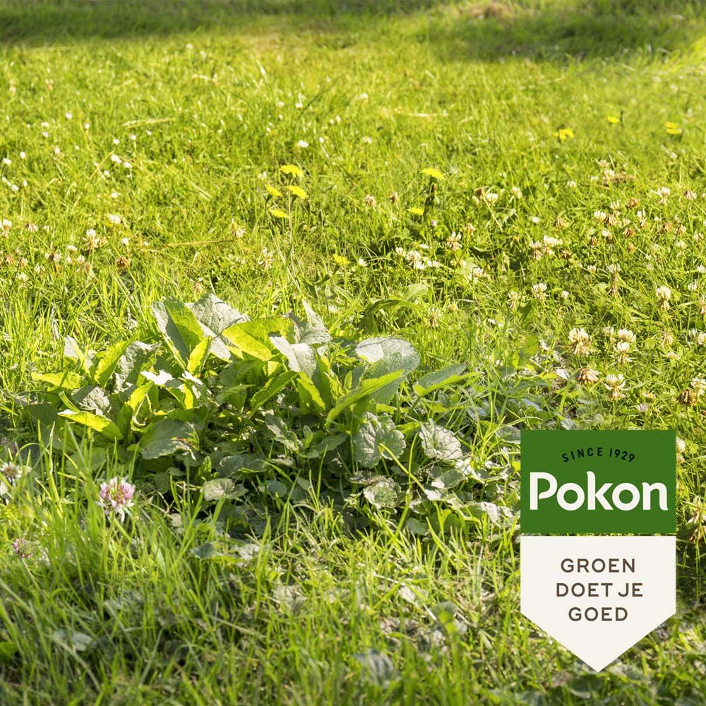 Engrais pour pelouse anti-mauvaises herbes Pokon - 120 m² - 2,4 kg