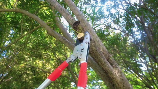 Sécateur à enclume Gartol pour branches épaisses - Poignées télescopiques 72-105 cm - jusqu'à 50 mm