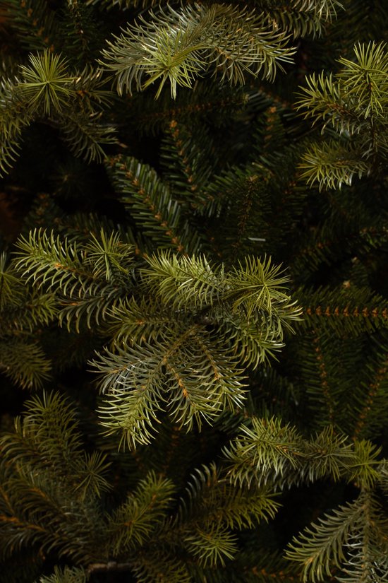 Black Box Trees Clive Sapin de Noël - Sapin artificiel réaliste à la silhouette imposante et 1 840 branches - Décoration de Noël d'intérieur - Chaleureux et réaliste - Facile à monter - H 185 x Ø 130 cm - Vert