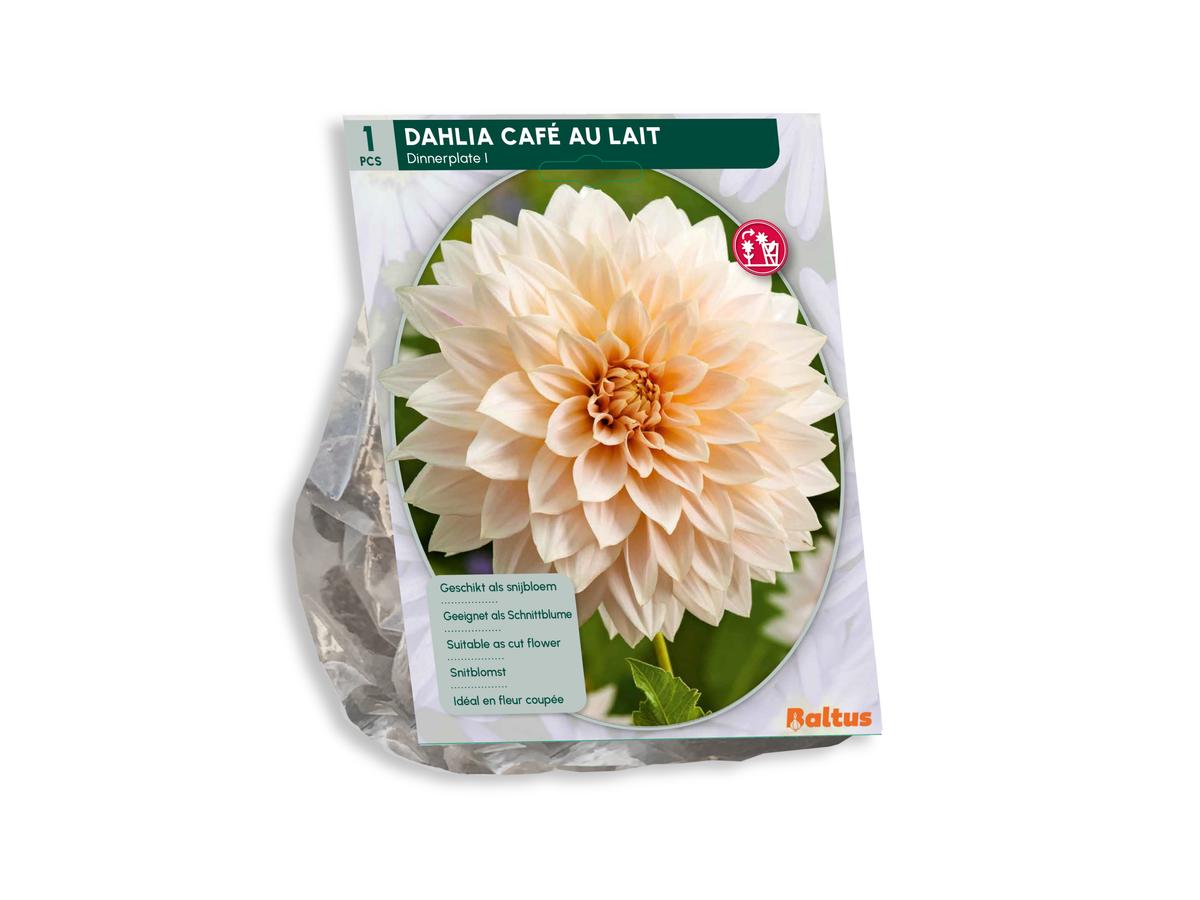 Baltus Mélange de bulbes de dahlia « Blush » - 30 pièces - Mélange de dahlias à fleurs