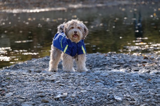Dutchwide - Manteau pour chien - Imperméable pour chien - Bleu - Taille S