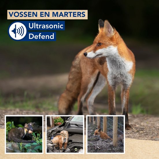 Edialux Ultrasonic Defend Foxes & Marters Flash, répulsif à ultrasons pour renards et martres avec flash, protégez votre jardin efficacement et en toute sécurité, fonctionne avec des piles ou un adaptateur, max 200 m².
