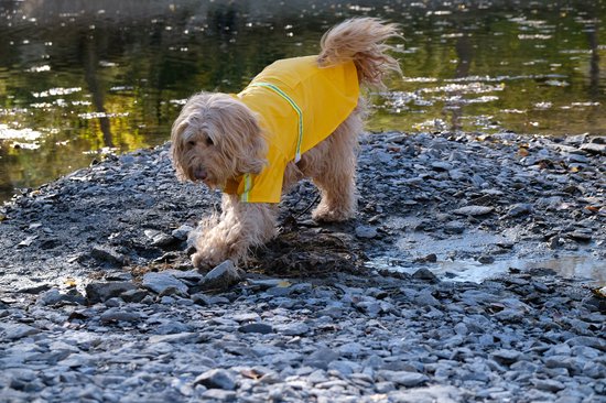 Dutchwide - Manteau pour chien - Imperméable pour chien - Jaune - Taille S