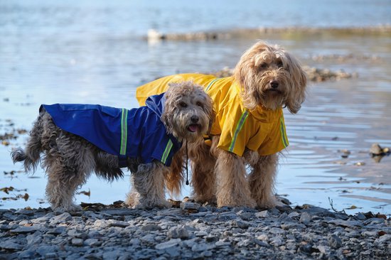 Dutchwide - Manteau pour chien - Imperméable pour chien - Bleu - Taille S