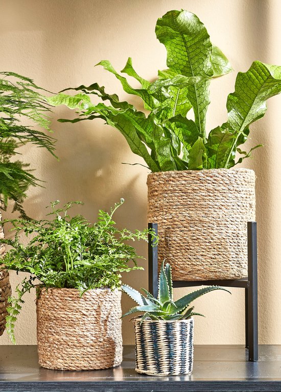 Mica Decorations Ascot Plant Stand XL - L38 x L38 x H40cm - Métal - Noir