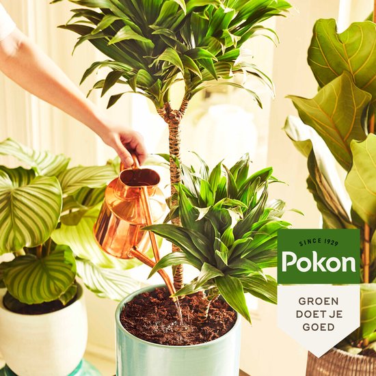 Pokon Plantes d'intérieur Terreau - 10l - Terreau (plantes d'intérieur) - 6 mois de nutrition