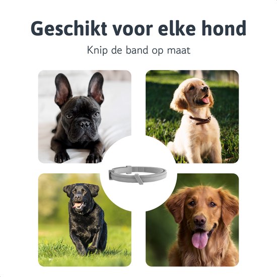 Dutchwide Collier anti-tiques et anti-puces pour chat et chien - Respectueux des animaux - Convient aux chats, chiens et chatons - Taille unique