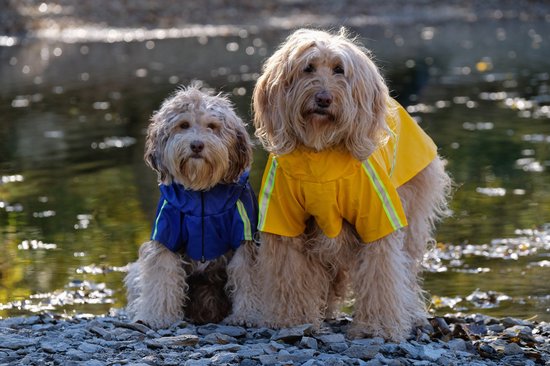 Dutchwide - Manteau pour chien - Imperméable pour chien - Bleu - Taille S