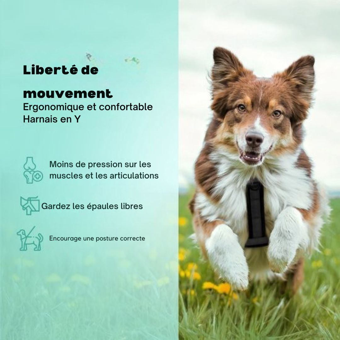 Harnais Jake et Jacky pour grands chiens - anti-traction - Taille L - Noir