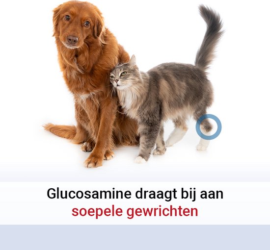 Pharmox Dog & Cat Glucosamine 1000 ml - Important élément de construction pour les chiens et les chats