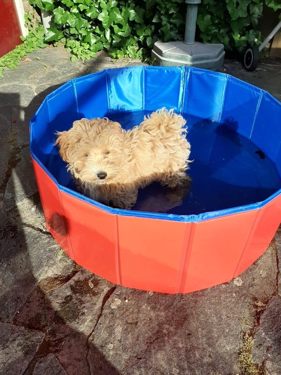 Bassin pour animaux - Ø80x30cm - Bassin pour chiens - Bassin pour animaux - Rouge/Bleu