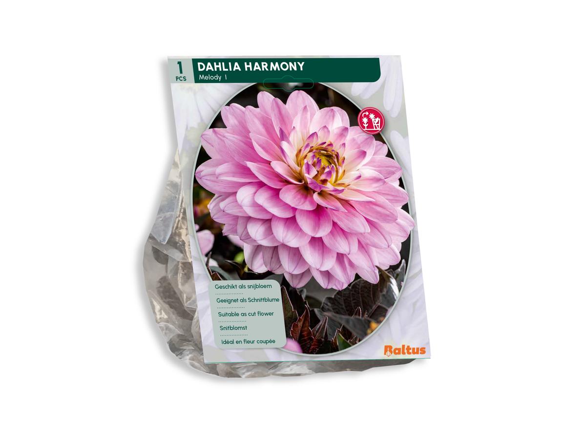 Baltus Mélange de bulbes de dahlia « Blush » - 30 pièces - Mélange de dahlias à fleurs