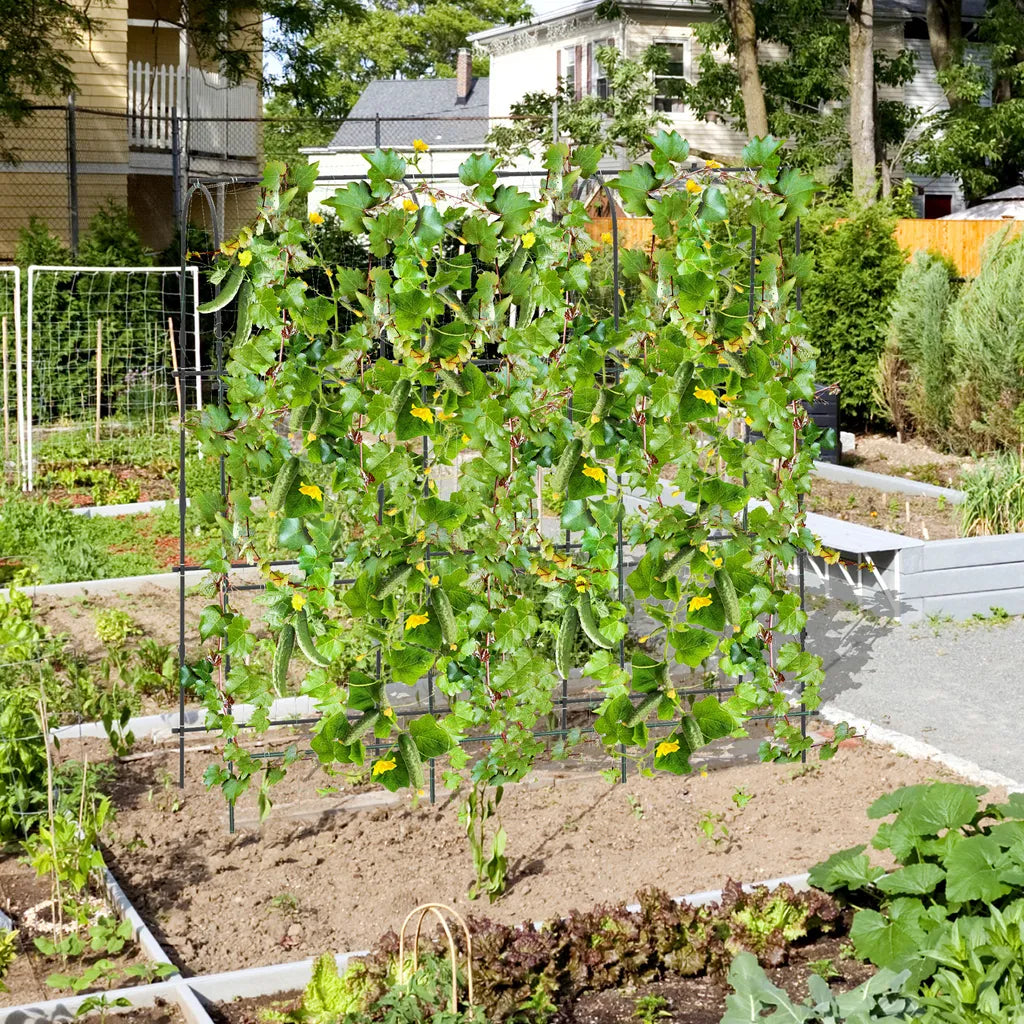Coast Cucumber Rack Black - Support à plantes réglable avec filet - 179 x 32-65 x 180 cm