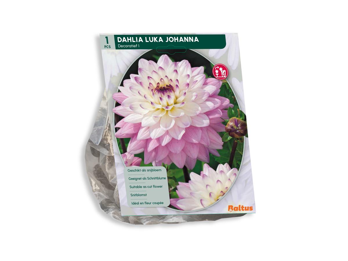Baltus Mélange de bulbes de dahlia « Blush » - 30 pièces - Mélange de dahlias à fleurs