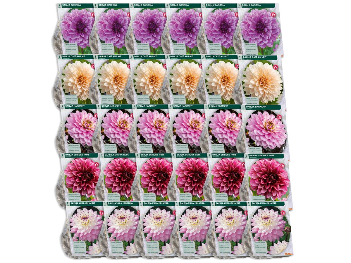 Baltus Mélange de bulbes de dahlia « Blush » - 30 pièces - Mélange de dahlias à fleurs