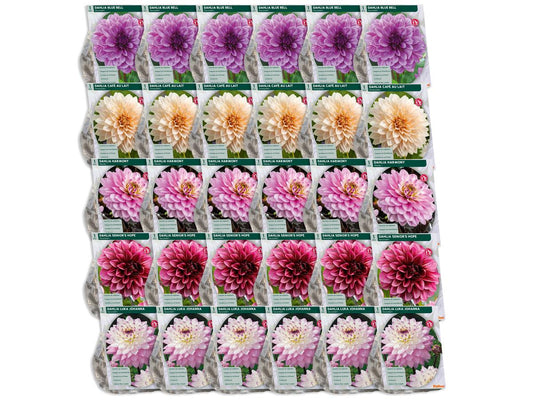 Baltus Mélange de bulbes de dahlia « Blush » - 30 pièces - Mélange de dahlias à fleurs