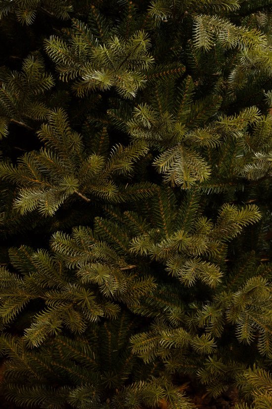 Black Box Trees Clive Sapin de Noël - Sapin artificiel réaliste à la silhouette imposante et 1 840 branches - Décoration de Noël d'intérieur - Chaleureux et réaliste - Facile à monter - H 185 x Ø 130 cm - Vert