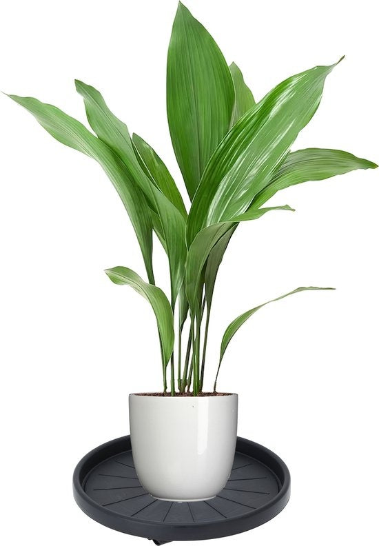 Support de plantes - Pro Garden - plastique - rond - D30 cm - 50 kilos - Gris foncé