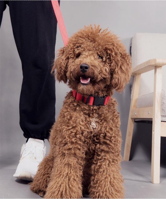 Collier lumineux LED Taille XL 42 - 56 cm USB Rechargeable Collier Chien Laisse Chiot - Bleu Chien Chat Chat - Dutchwide