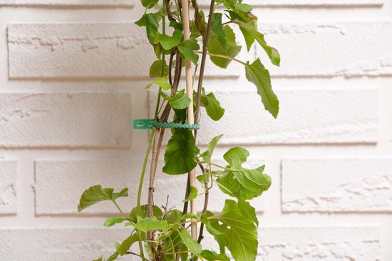 BLACK+DECKER Plant Ties - 100 Pieces Plant Clips - Clips de plantes ajustables - Plastique - Vert