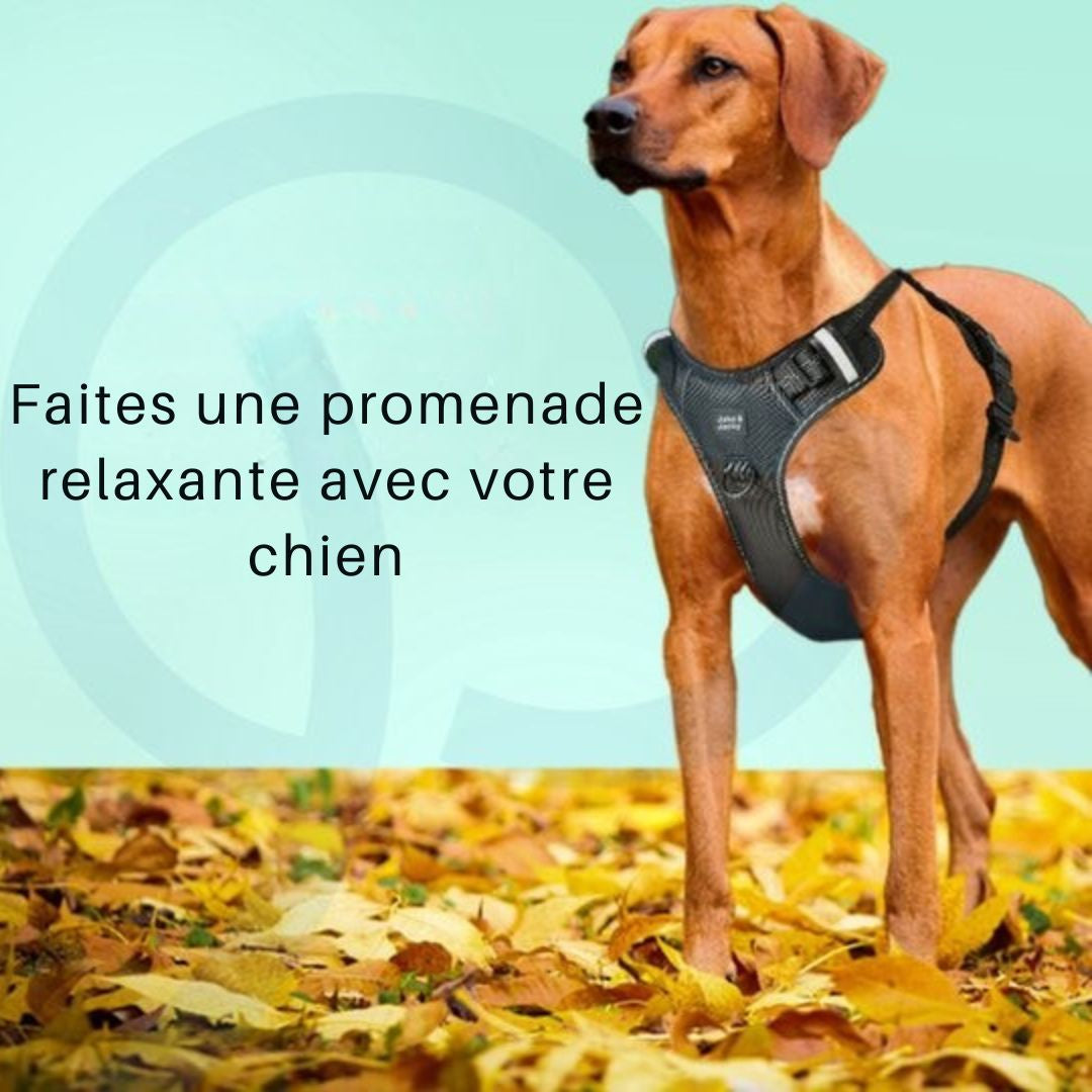 Harnais pour chien Jake et Jacky - Harnais anti-traction - Réfléchissant - Taille L - Noir