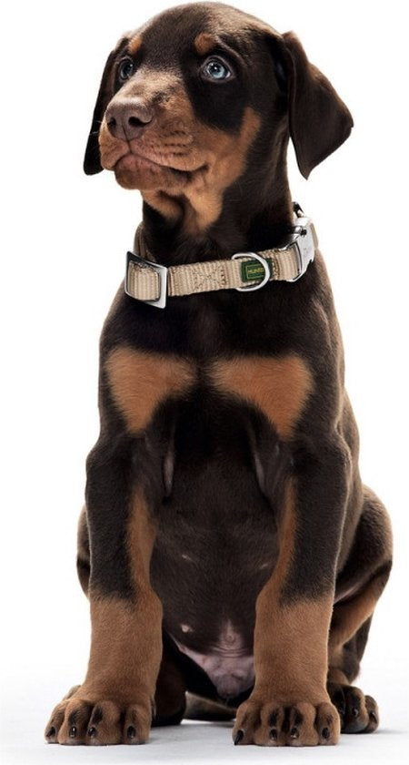 Collier pour chien - Hunter - Click Alu Strong - Nylon Soft Grey - 45-65 x 2,5 cm - Résistant et confortable