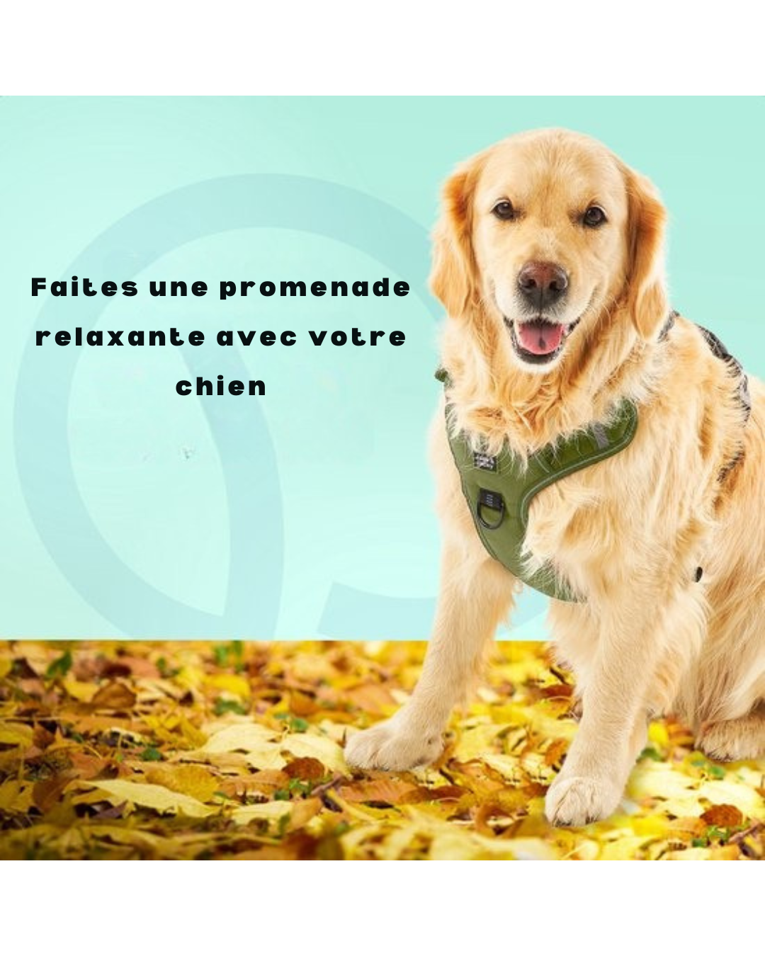Harnais pour chien Jake et Jacky - Harnais anti-traction - Réfléchissant - Taille XL - Vert