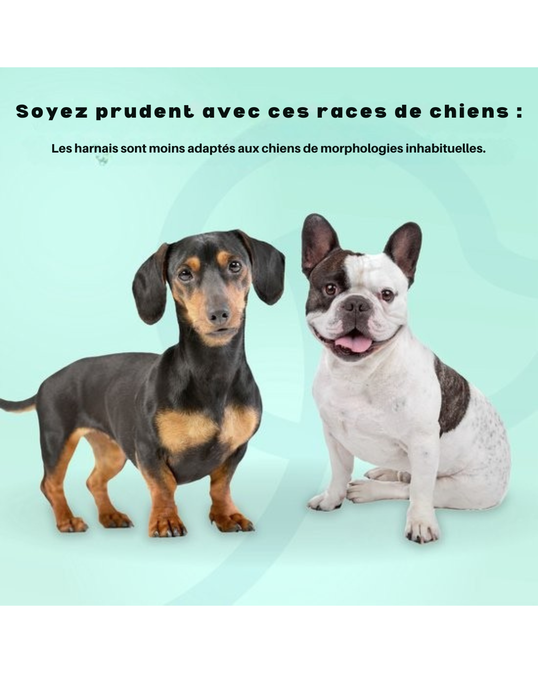 Harnais pour chien Jake et Jacky - Harnais anti-traction - Réfléchissant - Taille XL - Vert